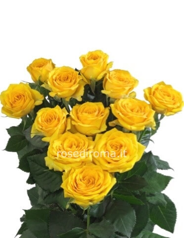 Rose Gialle 50 Cm Da Comporre A Mazzo. Numero Di Steli A Scelta.