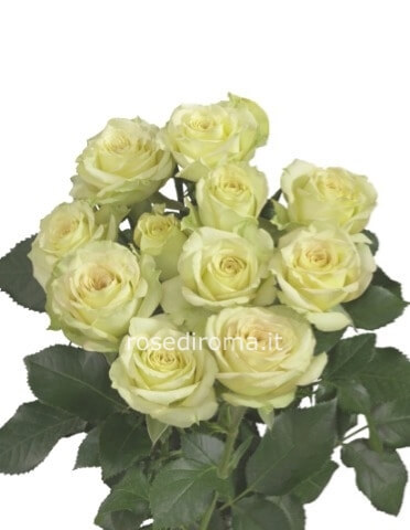 Rose Bianche 50 Cm Da Comporre A Mazzo. Numero Di Steli A Scelta.