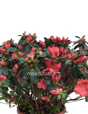 Azalea Confezionata