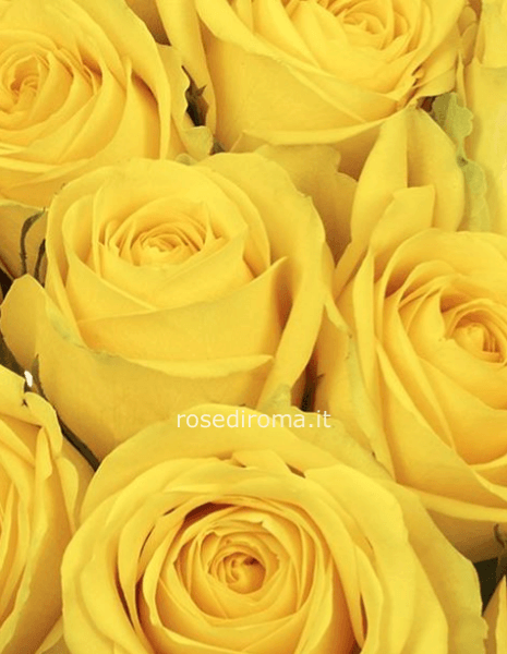 Rose Gialle stelo 70/80 cm provenienza: Olanda o Ecuador